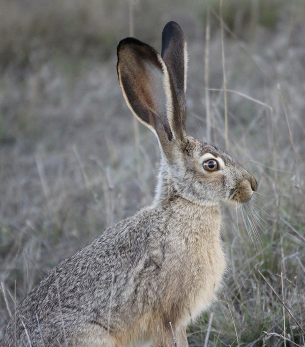 hare